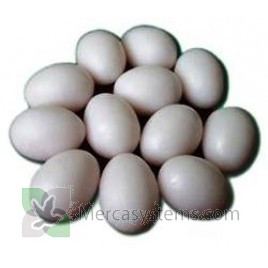 Uova di plastica massiccia per i piccioni