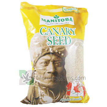 Manitoba Canary Seed 5kg, (proviene dal Canada)