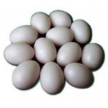Uova di plastica massiccia per i piccioni